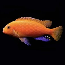 Рыбка Псевдотрофеус Зебра красная (4-5см)