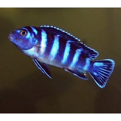 Рыбка Псевдотрофеус демасони (3-4см)