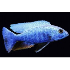 Рыбка Хаплохромис Джексона (4-5см)