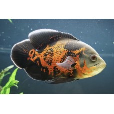 Рыбка Астронотус тигровый (4-5см)