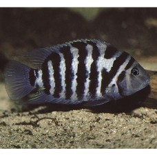 Рыбка Цихлазома чернополосая (4-5см)