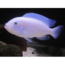 Рыбка Псефдотрофеус Снежный принц (4-5см)