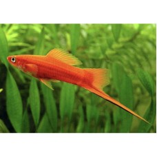 Рыбка Меченосец Красный (3-4см)