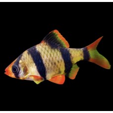 Рыбка Барбус Суматранский (1,5-2,5см)
