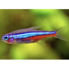 Рыбка Неон Зеленый Симуланс (1-1,5см)