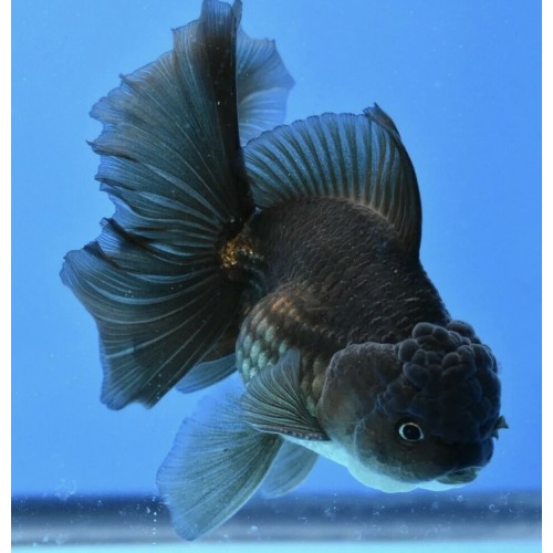 Рыбка Оранда черная Львиноголовая (5-6см)