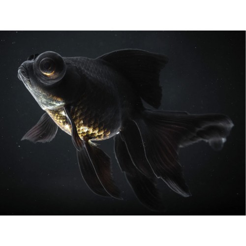 Рыбка Черный Телескоп (5-6см)