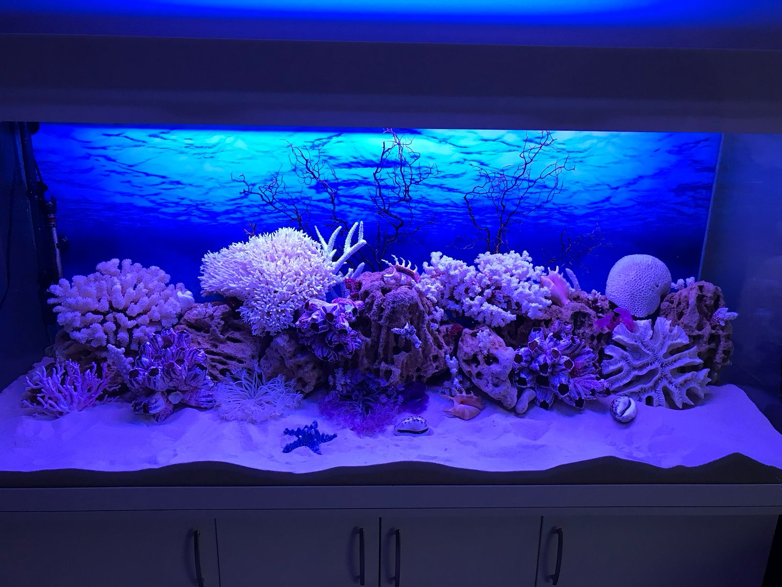 Пресноводный аквариум под море